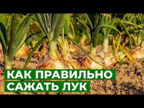 Видео: МАЛЕНЬКИЙ, ДА УДАЛЕНЬКИЙ ЛУК-СЕВОК | Посадка лука-севка в открытый грунт
