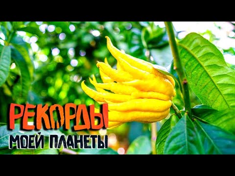 Видео: Самые удивительные фрукты мира. Самые грандиозные статуи. Рекорды Моей Планеты с Андреем Понкратовым