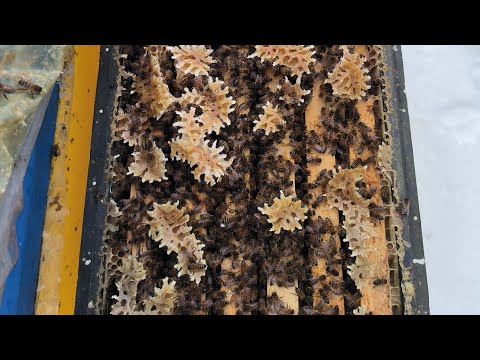 Видео: Лучшая подкормка для стимуляции пчëл