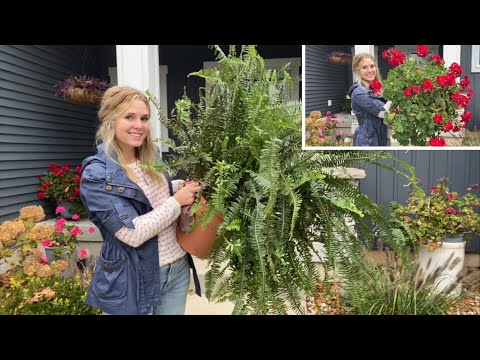 Видео: Зимующие папоротники и гигантские герани! Осеннее садоводство в Мичигане!