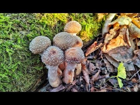 Видео: БЕЗ КОРВАЛОЛА НЕ СМОТРЕТЬ!!! Наступить не куда, везде грибы!!! Сбор грибов