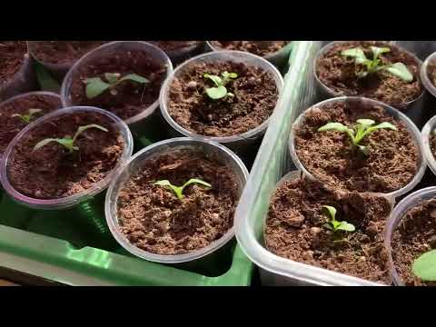 Видео: Обзор веранды. Сею сладкие перцы.  23 февраля.