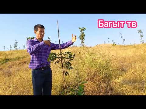Видео: Медербек Жаанбаев семинар 4.Ноокат чендлер жангагы боюнча.