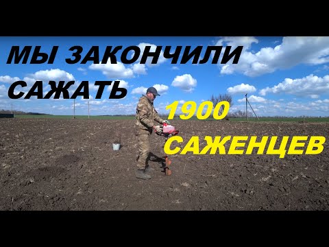 Видео: 67. КУПИЛИ УСАДЬБУ, ВОССТАНАВЛИВАЕМ! Посадка виноградника закончена!
