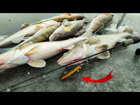 Видео: ПЕРВЫЙ ЛЁД! ЭТОТ ВИБ СДЕЛАЛ РЫБАЛКУ! Ловля судака зимой. Зимняя рыбалка 2024