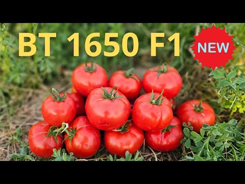 Видео: BT 1650 F1 🇹🇷  Янги Кизил Помидори Олим дода даласида.