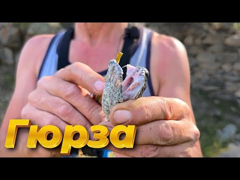 Видео: Гюрза из Нуратау. В поисках необыкновенной змеи. Часть 1