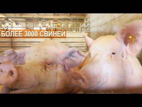 Видео: 3200 свиней и мясной скот на ферме Павла Дергачёва