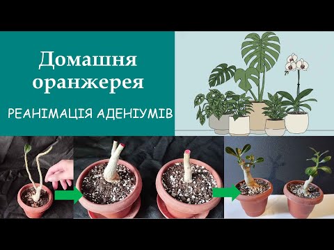 Видео: Реанімація аденіумів