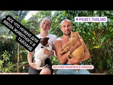 Видео: Как организовать перелет кошке , собаке в Таиланд, Пхукет // перевезти животное в Тайланд