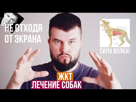 Видео: Натуральное питание для ослабленного ЖКТ собаки | Натуралиссимо