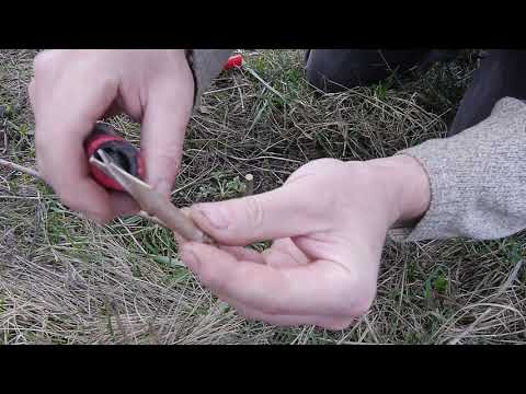 Видео: Прививаем крупную шелковицу на дичку методом улучшенной копулировки