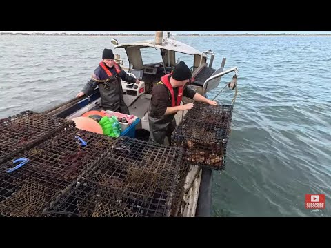Видео: Приносим домой ещё кастрюль! Треска, лобстеры, крабы и креветки. Папам хватит на чай! Морская рыб...