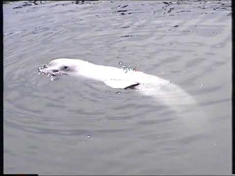 Видео: 1998.06.30 ВЛАДИВОСТОК город ПРИМОРСКИЙ КРАЙ Центр яхтклуб площадь дельфинарий Nissan Liberta Villa