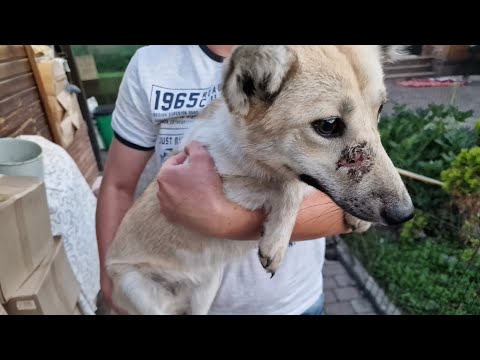 Видео: В одной деревне голодают собаки | Щенку пробили нос | едем спасать |rescue of hungry dogs