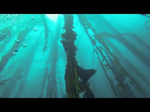 Видео: Ламинария в кулинарии: что мы знаем о съедобных водорослях?