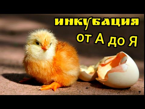 Видео: Инкубация куриных яиц от А до Я