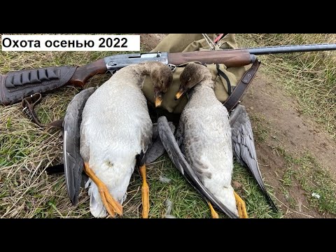 Видео: Охота осенью на утку, тетерева, гуся с подхода. Охота на гуся осенью с подхода 2022
