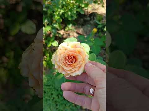 Видео: Розы в шоке от жары 🤕