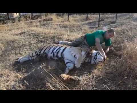 Видео: В вольере с тигрицей ! Малыши ОТКРЫЛИ ГЛАЗКИ !In the aviary with a tiger!