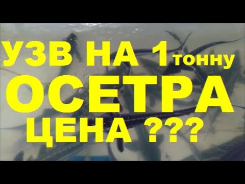 Видео: УЗВ НА 1 ТОННУ ОСЕТРА В ГОД. ЦЕНА ??