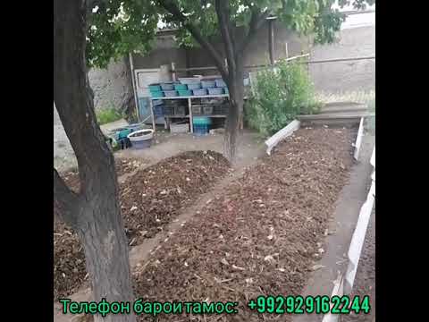 Видео: Видео #3 Фуруши Кирми лойхураки калифорния дар ш. Хуҷанд марҳамат.