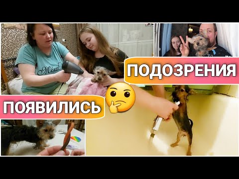 Видео: ВЛОГ! Что-то тут не так 🤔//Кто же ты Арчик?🐶//Метис Йоркширского терьера и Той терьера/Простая жизнь