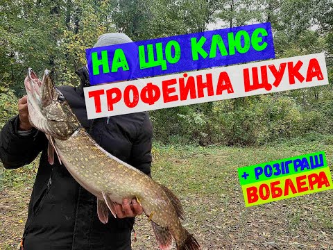 Видео: на що клює трофейна щука#спінінг#щука#окунь#тролинг