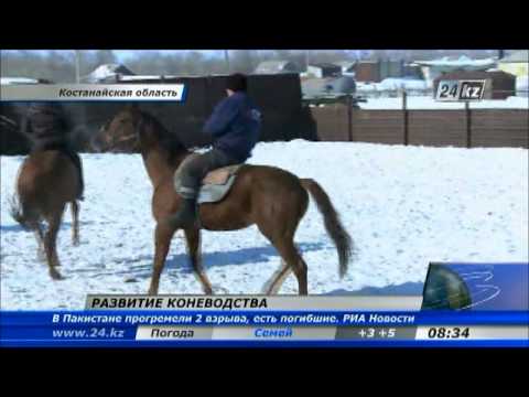 Видео: В Костанайской области развивается коневодство