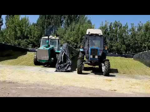 Видео: Бир учурлар, чарбабызда силос басып жаткан кезибиз. #силос #сенаж #тоют