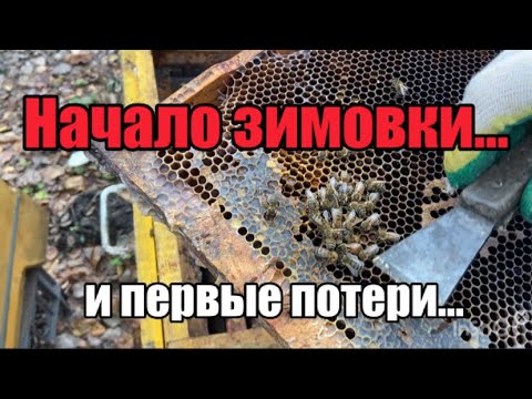 Видео: Начало зимовки и первые потери…