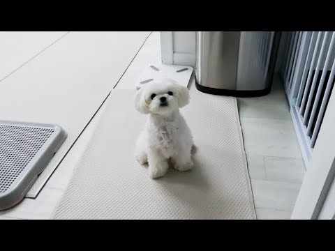 Видео: Жестокий щенок делает все, что хочет