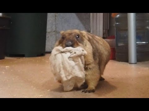 Видео: Жирные и прекрасные сурки самозабвенно воруют тряпочки. Fat marmots steal rags!