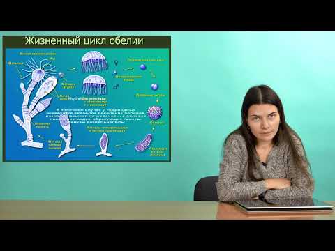 Видео: Зоология беспозвоночных. Стрекающие (Часть 1 — Гидроидные и Сцифоидные)