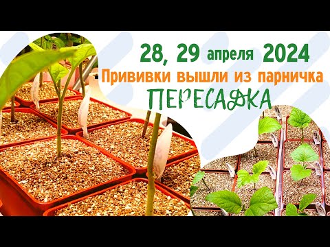 Видео: 28,29 апреля 2024: ПРИВИВКИ ВЫШЛИ ИЗ ПАРНИЧКА. ПЕРЕСАДКА