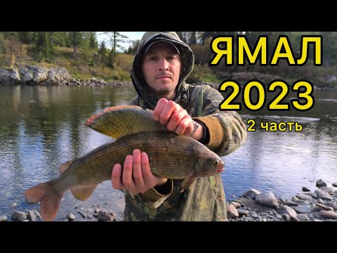 Видео: ЯМАЛ 2023 - поиски трофейного ХАРИУСА 2часть