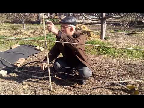 Видео: Сухая подвязка лоз на взрослых кустах винограда