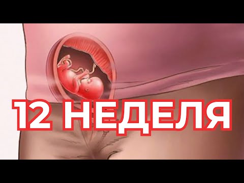 Видео: 12 Неделя Беременности.   Беременность по Неделям  🤰