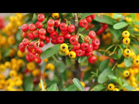 Видео: Піраканта яскраво-червона, Pyracantha coccinea