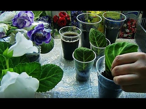 Видео: 🌼Пересадка глоксиний из торфяных таблеток. Отлично укоренились🌼🌱How to grow gloxinia part №23