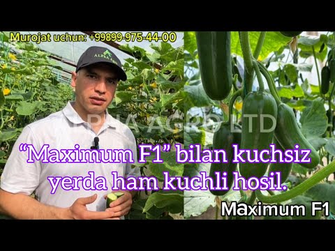 Видео: “Maximum F1” билан кучсиз ерда ҳам кучли ҳосил.