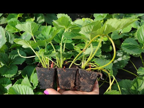 Видео: Саженцы клубники🍓 КАКИЕ СОРТА САЖАЕМ СЕБЕ НА ЯГОДУ🍓07.08.24. Ставрополь.