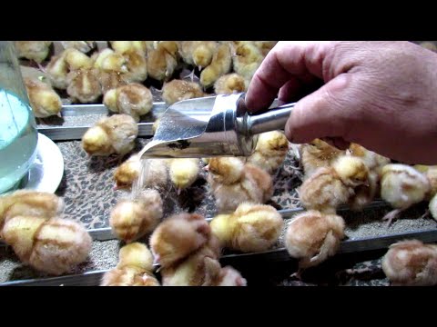 Видео: Цып - цып, мои цыплята...