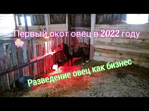 Видео: Как ухаживать за ягнятами? | Sheep Farming