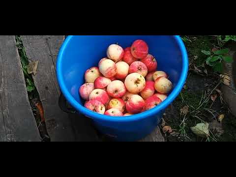 Видео: ПРИБИРАЮ В ОГОРОДЕ💪ВЫРЕЗАЛА СВЁКЛУ🌰 ПИРОЖКИ С КАПУСТОЙ🥖