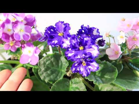 Видео: БУДЬТЕ БДИТЕЛЬНЫ! О ПРОТРАВКАХ фиалок и о применении ХИМИИ в КОМНАТНЫХ условиях. Юлия Датта