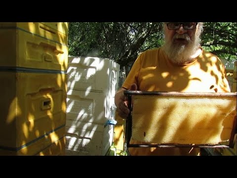 Видео: пчеловодство на ячейке 4,9 мм - часть 1 , отстраиваю рамки с ячейкой 4,9 мм