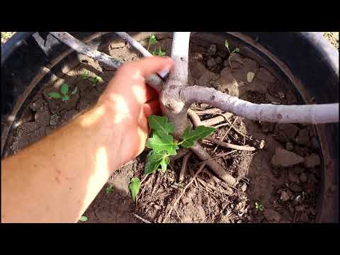 Видео: ПЕРЕСАДКА 3 Х ЛЕТНЕГО ИНЖИРА В ОТКРЫТЫЙ ГРУНТ