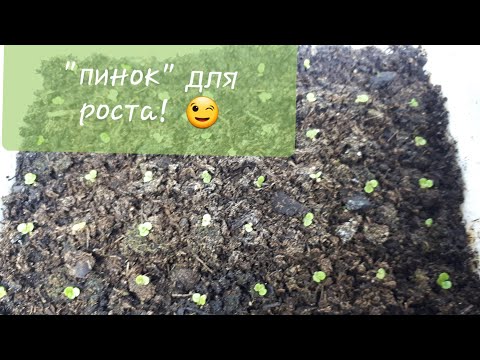 Видео: Что можно делать со всходами бегоний...🤔