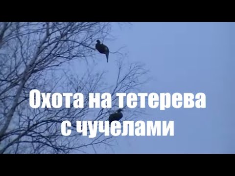 Видео: Охота на тетерева 2022. Открыл сезон на тетерева с чучелами.